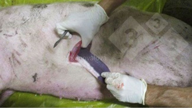 Photo 1. Prélèvement en cas de suspicion de PPA. Photo reproduite avec l'aimable autorisation du Dr Nadezhda Konovalova.