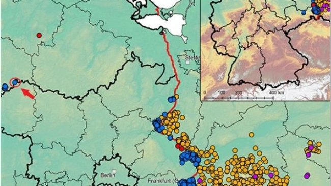 Allemagne Un Nouveau Cas De Peste Porcine Africaine En élevage Nouvelles 3trois3 Le Site 8963