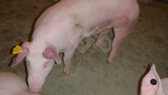 Photo 1 : Porc avec des oreilles et un abdomen rouges (hyperémiques) suggérant une maladie systémique.