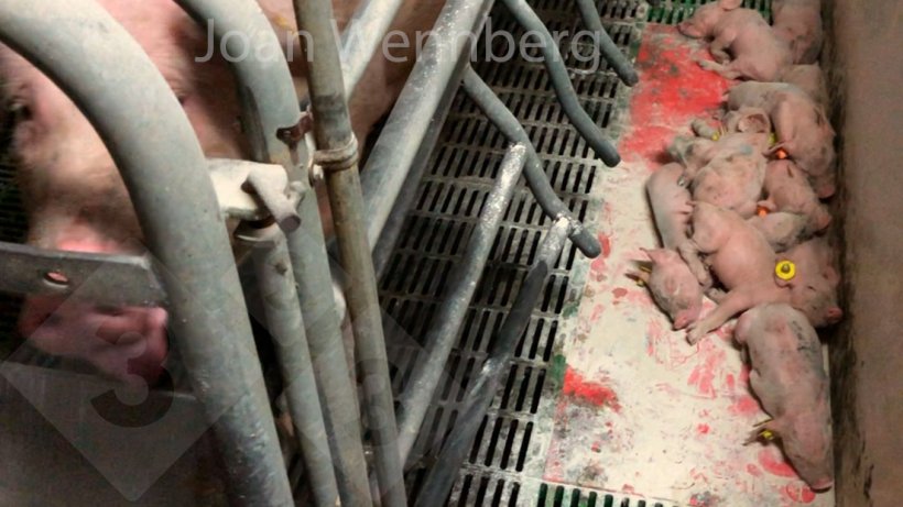 Figure 1. Afin d'obtenir un porcelet apte au sevrage sans probl&egrave;me, il est n&eacute;cessaire de contr&ocirc;ler la pathologie digestive en phase de maternit&eacute;.
