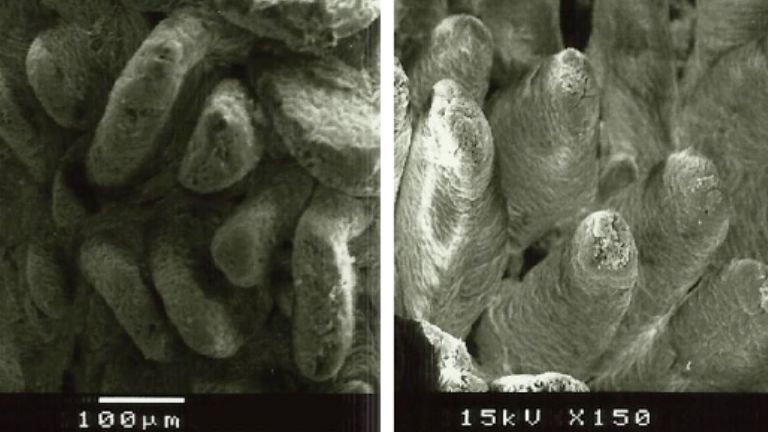 Figure 2 : Image au microscope &eacute;lectronique de la surface de la muqueuse duod&eacute;nale de porcelets sevr&eacute;s nourris avec A : un r&eacute;gime sans fibres ajout&eacute;es (hauteur des villosit&eacute;s : 538&micro;m), et B : 1% de lignocellulose (hauteur des villosit&eacute;s : 616&micro;m) (Adapt&eacute; de Silva-Guillen et al., 2022).
