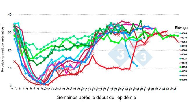 Figure 2 : Évolution du nombre de porcelets sevrés/truie inséminée/an après l'apparition du SDRPv (variant 1-4-4 L1C) dans 12 élevages différents, montrant que la baisse de productivité prend jusqu'à 30 semaines pour se rétablir.