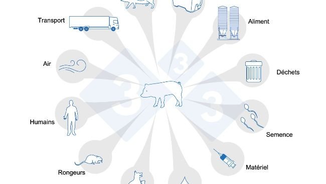 Figure 1 : Voies de transmission du SDRP. Adapté de USSEC, 2021 et Broes, et Boutin, 2002.