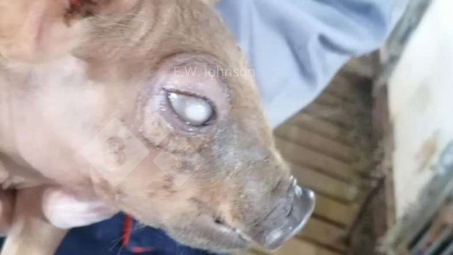 Image 1. Porc avec opacité cornéenne.