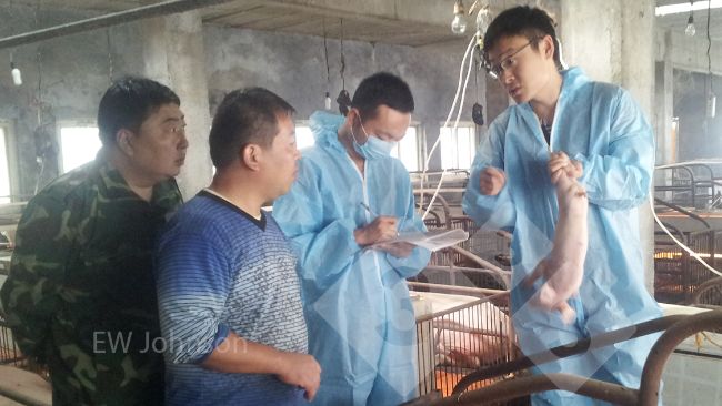 Figure 1 : La visite de l'&eacute;levage. James Herriot a dit au v&eacute;t&eacute;rinaire de l'&eacute;levage : "Vous devez &ecirc;tre pr&eacute;sent !"
