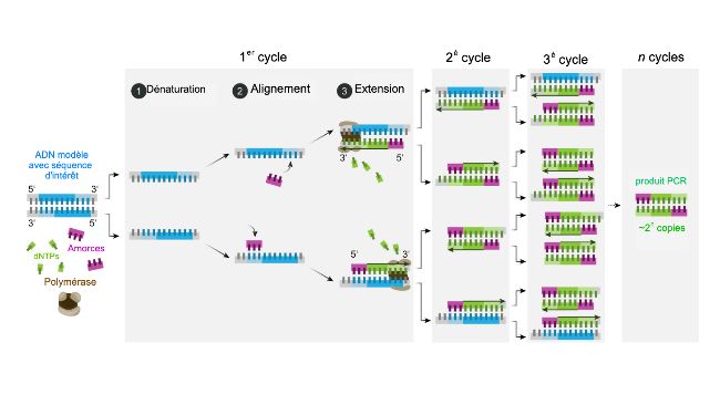 Sch&eacute;ma du m&eacute;canisme&nbsp;de la PCR.
