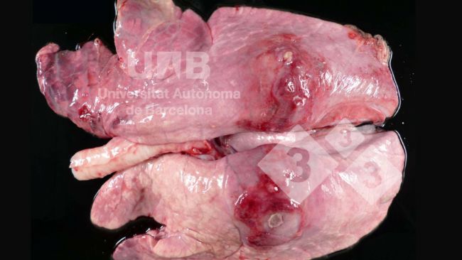 Figure&nbsp;1. Pleuropneumonie fibrino-n&eacute;crosante compatible avec App. Source:&nbsp;UAB.

