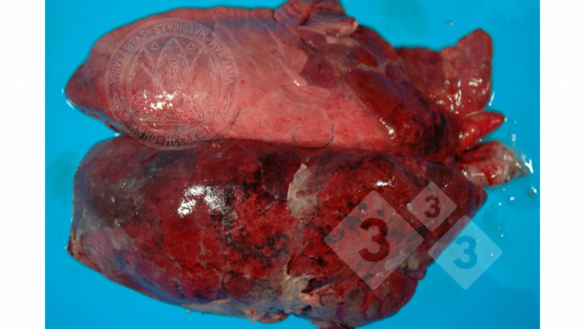 Figure 2. Pleuropneumonie compatible avec App.&nbsp;Source:&nbsp;Francisco Jos&eacute; Pallar&eacute;s, de l&#39;Universit&eacute; de Murcia.
