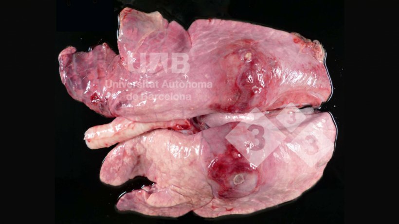 Figure&nbsp;1. Pleuropneumonie fibrino-n&eacute;crosante compatible avec App. Source:&nbsp;UAB.
