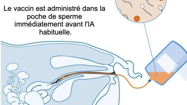 Figure 1 : Mécanisme proposé pour le vaccin intra-utérin : le vaccin intra-utérin est administré in utero pendant l'insémination artificielle standard ou post-cervicale afin de générer une réponse immunitaire cellulaire et à médiation par anticorps chez les truies. Des anticorps colostraux sont produits, qui sont transmis aux porcelets.