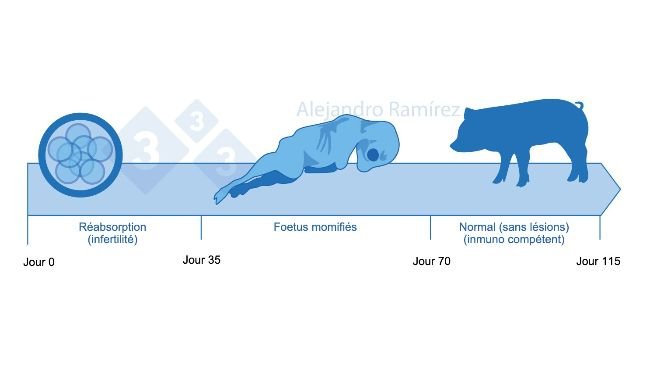 Infertilité et fœtus momifiés dus au Parvovirus.
