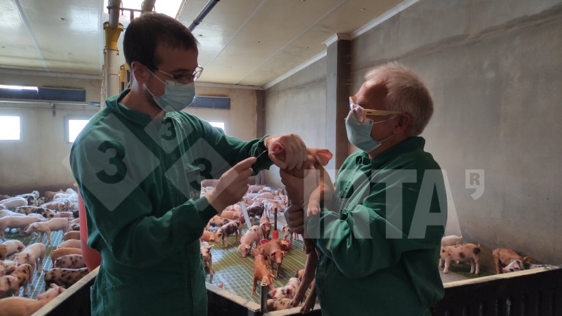 Photo 1. &Eacute;couvillonnage nasal pour Streptoccocus suis dans un post-sevrage
