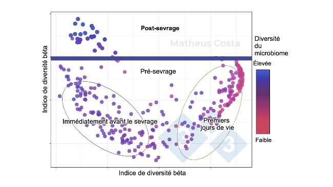 Figure 1. Diagramme de dispersion montrant les associations entre la composition du microbiome des porcs pendant les premiers jours de vie (0-7 jours), immédiatement avant le sevrage (21 jours) et après le sevrage (100 jours). Le changement le plus important est observé entre les échantillons pré-sevrage et post-sevrage. La diversité alpha atteint son maximum après le sevrage (indiquée comme "diversité du microbiome").