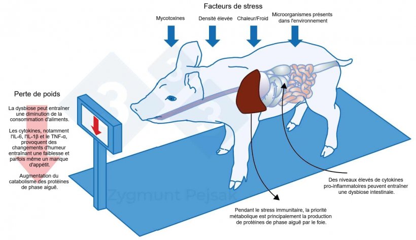 Figure 3 : L'un des coûts supplémentaires d'une alerte prolongée est une réduction de l'appétit et, par conséquent, une période d'engraissement plus longue. Comme la pression des facteurs de stress environnementaux affecte chaque animal différemment, il y aura une différence de poids entre les porcelets sevrés ou les porcs charcutiers du même âge. La différence de poids entre des animaux du même âge peut avoir de graves conséquences économiques. En outre, surtout chez les jeunes animaux, un régime alimentaire manquant de nutriments essentiels pour renforcer la résistance anti-infectieuse peut rendre les animaux plus vulnérables.
