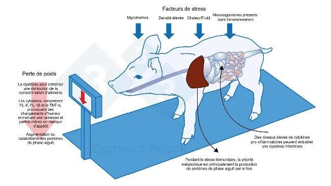 Figure 3 : L'un des coûts supplémentaires d'une alerte prolongée est une réduction de l'appétit et, par conséquent, une période d'engraissement plus longue. Comme la pression des facteurs de stress environnementaux affecte chaque animal différemment, il y aura une différence de poids entre les porcelets sevrés ou les porcs charcutiers du même âge. La différence de poids entre des animaux du même âge peut avoir de graves conséquences économiques. En outre, surtout chez les jeunes animaux, un régime alimentaire manquant de nutriments essentiels pour renforcer la résistance anti-infectieuse peut rendre les animaux plus vulnérables.