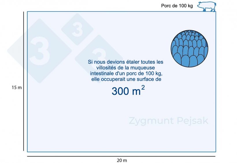 Figure 1 : La muqueuse intestinale d&#39;un porc charcutier de 100 kg occupe environ 300 m2.
