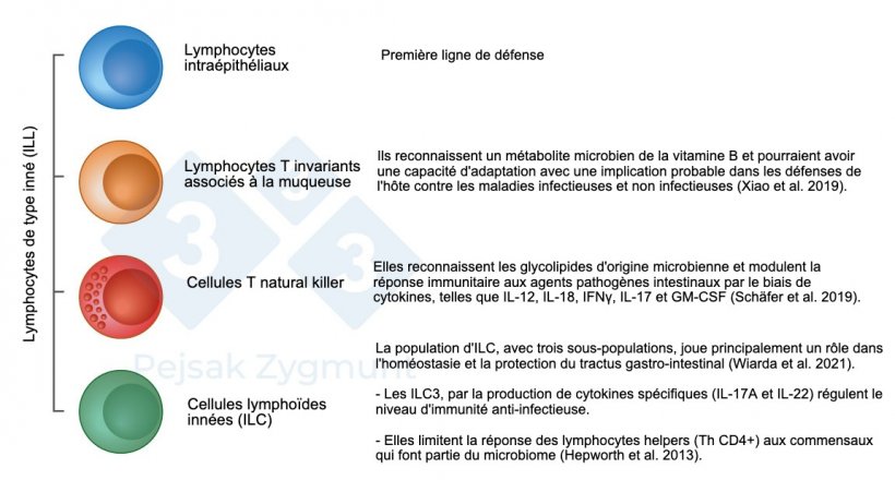 Figure 2. Parmi les GALT, nous pouvons distinguer quelques populations cl&eacute;s : les lymphocytes de type inn&eacute; (ILL) sont situ&eacute;s dans l&#39;intestin gr&ecirc;le et, dans une moindre mesure, dans le gros intestin, jouent un r&ocirc;le important comme la production de cytokines, de mol&eacute;cules cytotoxiques et de peptides antimicrobiens (Hepworth et al., 2013 ; Sch&auml;fer et al., 2019 ; Wiarda et al., 2020 ; Wiarda et al., 2021 ; Xiao et al., 2019).
