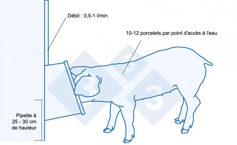Recommandations pour l&#39;abreuvement des porcelets sevr&eacute;s
