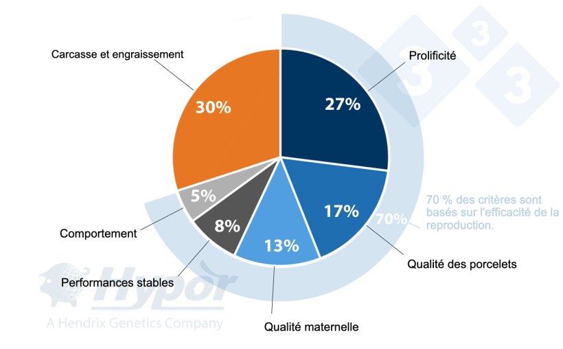 Crit&egrave;res de s&eacute;lection pour les lign&eacute;es Hypor Landrace et Hypor Large White
