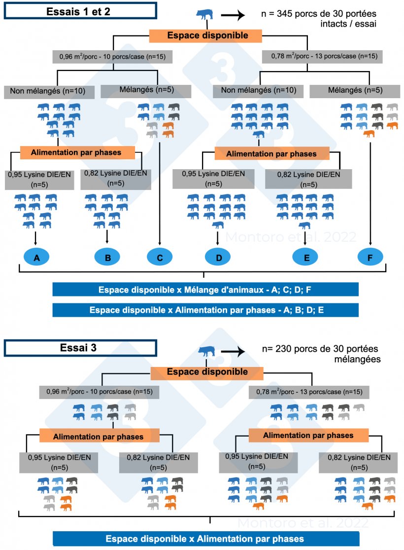 Figure 2 : Illustration sch&eacute;matique du plan exp&eacute;rimental des essais 1, 2 et 3. Dans les essais 1 et 2, le plan exp&eacute;rimental &eacute;tait un dispositif factoriel 2 &times; 2 avec, respectivement, le m&eacute;lange d&#39;animaux et l&#39;alimentation par phases. Dans l&#39;essai 3, le plan exp&eacute;rimental &eacute;tait un dispositif factoriel 2 &times; 2 avec comme traitement espace disponible x alimentation par phases et le m&eacute;lange d&#39;animaux a &eacute;t&eacute; appliqu&eacute; &agrave; toutes les cases. Source : Montoro et al : Montoro et al. 2022.
