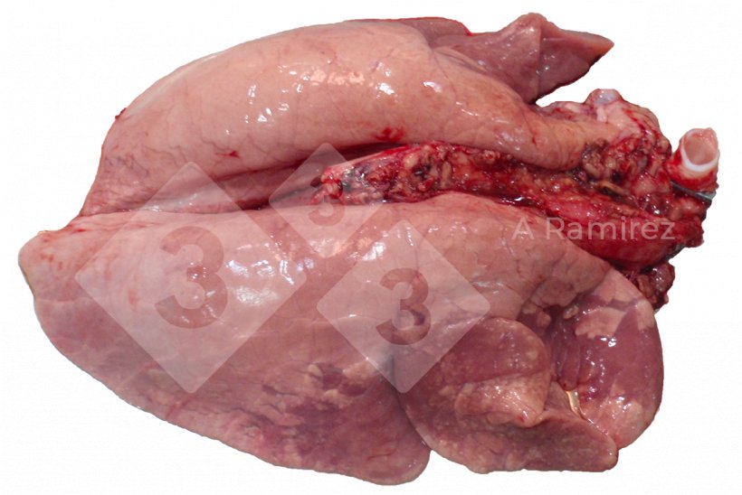 Figure 2 : Consolidation pulmonaire cranioventrale fr&eacute;quente dans les infections non compliqu&eacute;es par le virus de la grippe A. Ces l&eacute;sions sont similaires &agrave; celles caus&eacute;es par Mycoplasma hyopneumoniae.
