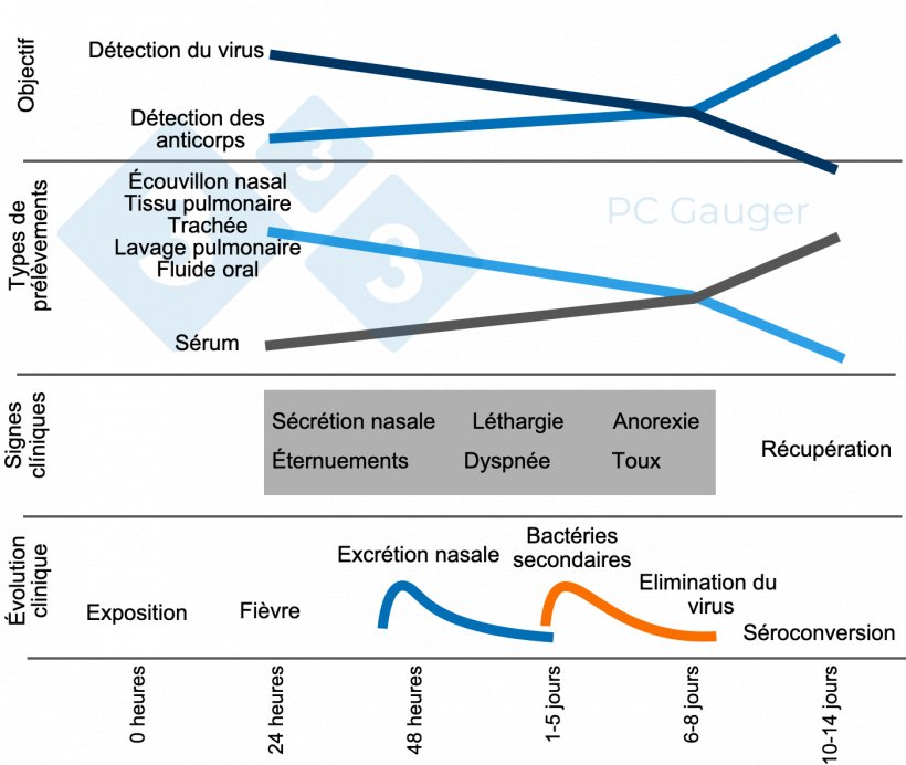 Figure 1 : Pr&eacute;l&egrave;vements d&#39;&eacute;chantillons pour la d&eacute;tection directe ou indirecte et le diagnostic du virus de l&#39;influenza A chez les porcs. L&#39;&eacute;chantillonnage pour la d&eacute;tection directe doit &ecirc;tre effectu&eacute; pendant l&#39;excr&eacute;tion du virus, au d&eacute;but de la maladie. La d&eacute;tection indirecte des anticorps antigrippaux doit &ecirc;tre effectu&eacute;e apr&egrave;s l&#39;excr&eacute;tion du virus et cible la r&eacute;ponse immunitaire contre l&#39;infection.
