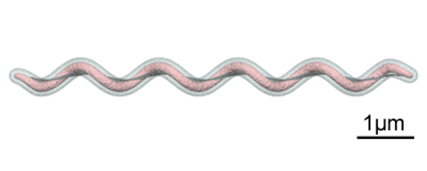 Figure 2 : Graphique montrant la forme spiroch&egrave;te de Brachyspira spp. Source : Y_tambe. https://creativecommons.org/licenses/by-sa/3.0/deed.en
