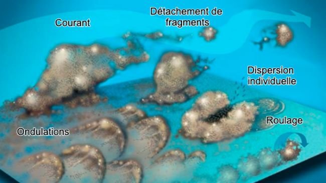 Figure 7 : Les bactéries du biofilm peuvent être mobilisées de différentes manières : Collectivement, sous forme d'ondulations, en roulant à la surface ou en se détachant en groupes, ou individuellement, en se dispersant dans le courant. Source : Center for Biofilm Engineering, Montana : Centre d'ingénierie des biofilms, Université d'État du Montana