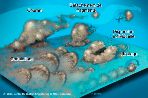 Figure 7 : Les bact&eacute;ries du biofilm peuvent &ecirc;tre mobilis&eacute;es de diff&eacute;rentes mani&egrave;res : Collectivement, sous forme d&#39;ondulations, en roulant &agrave; la surface ou en se d&eacute;tachant en groupes, ou individuellement, en se dispersant dans le courant. Source : Center for Biofilm Engineering, Montana : Centre d&#39;ing&eacute;nierie des biofilms, Universit&eacute; d&#39;&Eacute;tat du Montana
