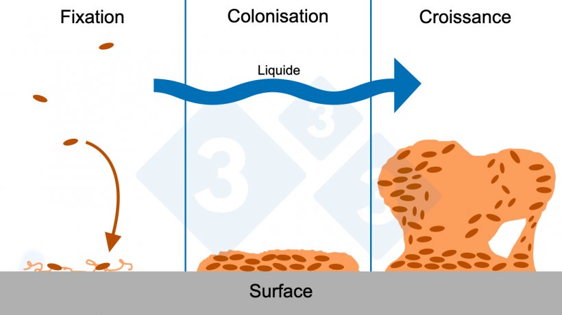 Figure 6 : Trois phases de la formation d&#39;un biofilm : fixation, colonisation et croissance de structures complexes du biofilm. Source : Figure adapt&eacute;e avec l&#39;autorisation du Center for Biofilm Engineering, Montana State University.
