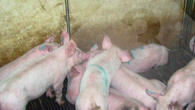 Figure 3 : Une mauvaise gestion des abreuvoirs a un impact n&eacute;gatif sur les co&ucirc;ts d'exploitation et l'environnement.
