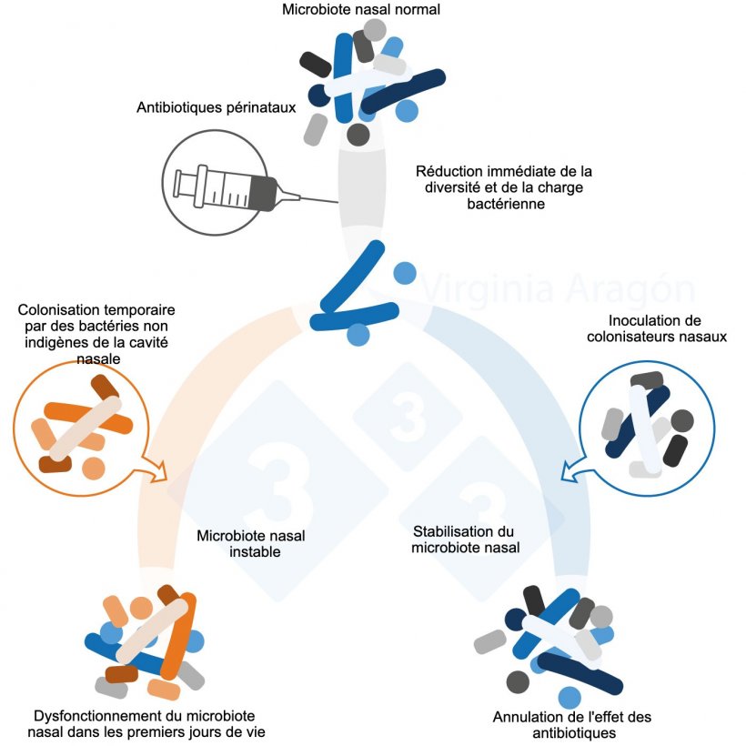 Figure 1. Les antibiotiques p&eacute;rinataux entra&icirc;nent une r&eacute;duction de la charge bact&eacute;rienne du microbiote nasal, dont ils modifient la diversit&eacute; et la composition. Cette alt&eacute;ration est plus durable lorsque les m&egrave;res sont trait&eacute;es. L&#39;inoculation de colonisateurs nasaux peut inverser cet effet.&nbsp;
