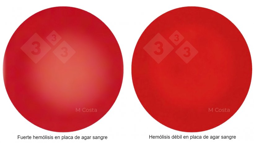 Figure 1 : Diff&eacute;rence visuelle entre les souches de Brachyspira fortement h&eacute;molytiques (&agrave; gauche) et faiblement h&eacute;molytiques (&agrave; droite). Photos prises sur une g&eacute;lose au sang de mouton &agrave; 5 %, la transparence indiquant l&#39;h&eacute;molyse (d&eacute;composition des globules rouges).
