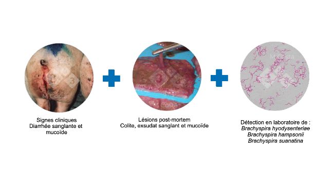 Figure 2 : Triade de tests propos&eacute;s pour confirmer le diagnostic de dysenterie porcine.
