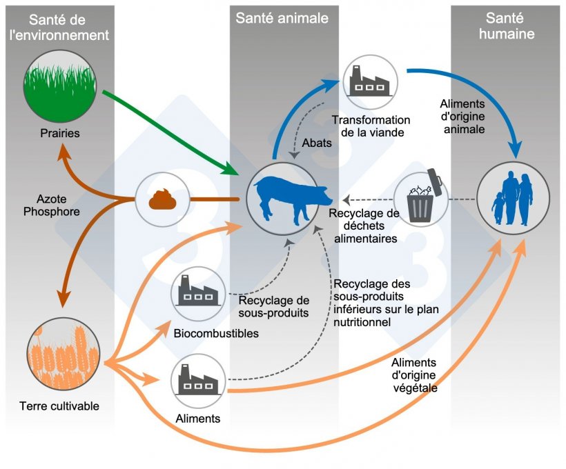 Alimentation animale et One Health. Modifi&eacute; d&#39;apr&egrave;s Shurson et Urriola 2022.
