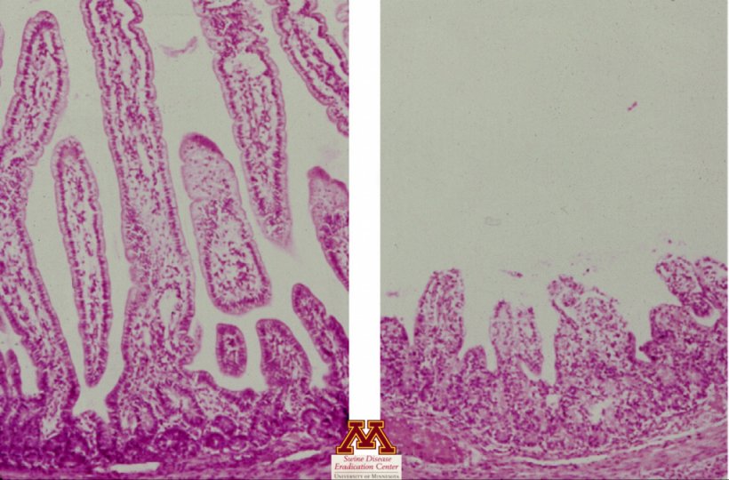 Atrophie des villosit&eacute;s caus&eacute;e par le rotavirus. Photo tir&eacute;e de Swine Diseases par Perle Zhitnitskiy, DVM, MSpVM. Source : Dr : Dr. Carlos Pijoan https://creativecommons.org/licenses/by-nc/4.0/
