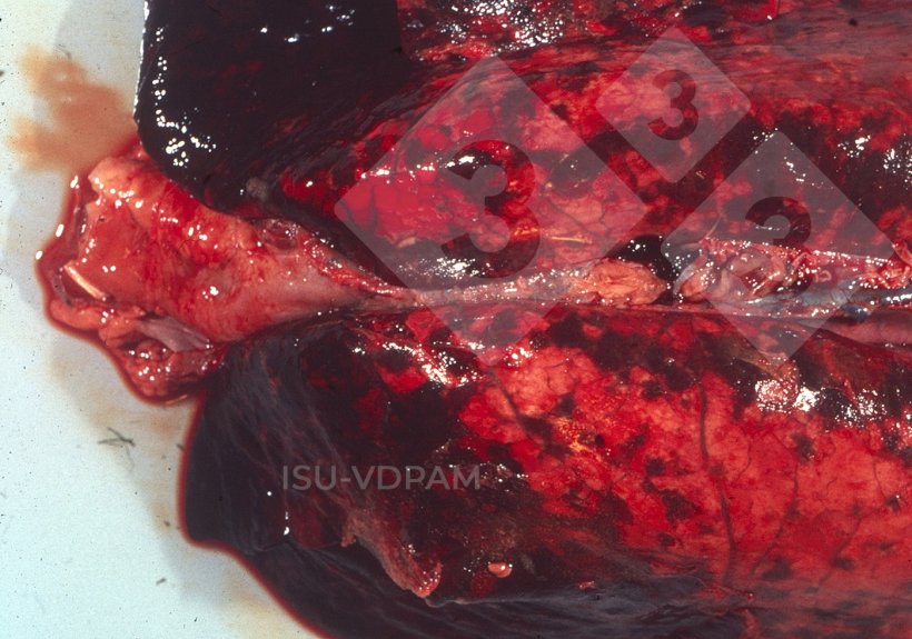 Figure 1 : L&eacute;sions pulmonaires n&eacute;cro-h&eacute;morragiques typiques associ&eacute;es &agrave; une infection caract&eacute;ristique de l&#39;APP. Source : ISU-VDPAM : ISU-VDPAM.
