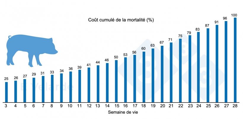 Figure 1 : Co&ucirc;t cumul&eacute; de la mortalit&eacute; par semaine de vie. Source : Velarde (2023) : Velarde (2023).
