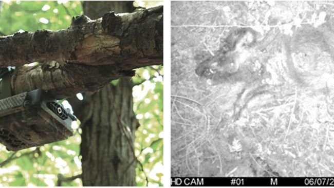 Figure 3 : contrôle du piège photographique et image "nocturne" d'un sanglier positionné sur un site d'échantillonnage.
