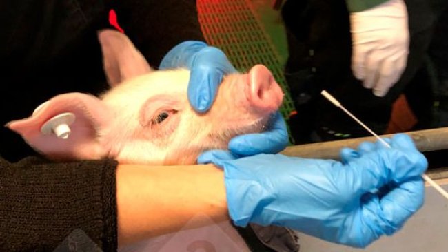 Figure 1 : Prélèvement d'un porcelet par écouvillon nasal (à gauche). Écouvillon nasal dans un milieu protecteur du virus (à droite).