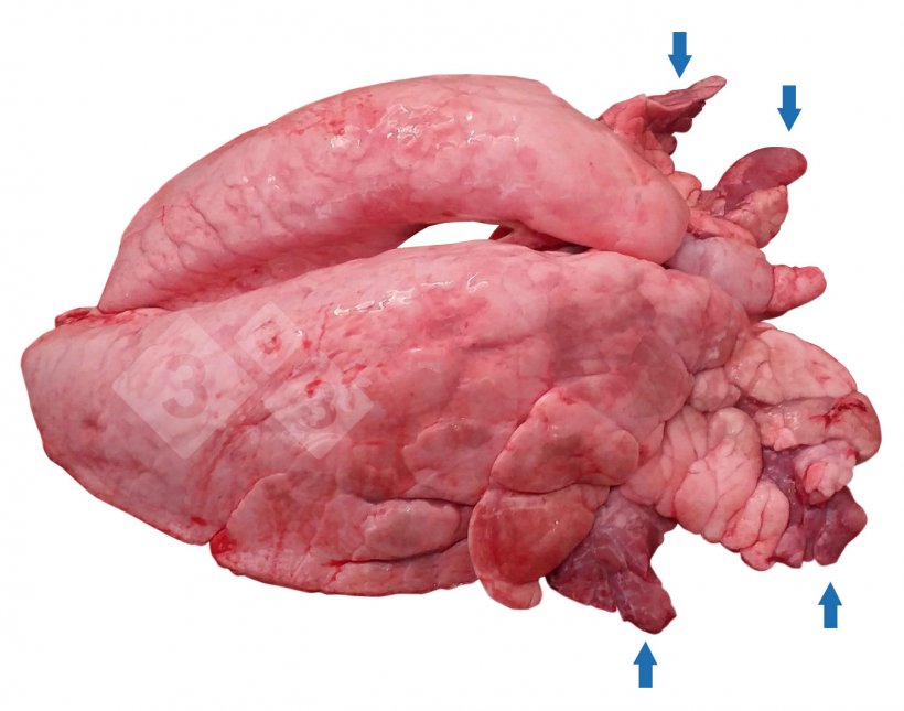 Figure 1 : Consolidation pulmonaire cranio-ventrale (CVPC) chez le porc.
