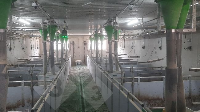 Dispositif de suivi des porcs à queue entière.