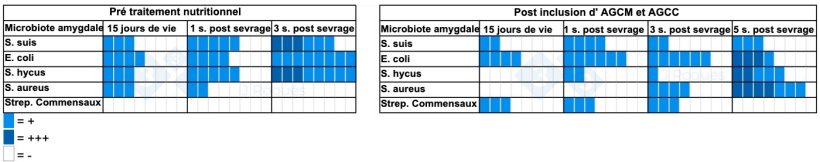 Tableau 2. Nombre d'&eacute;chantillons positifs en culture avant et apr&egrave;s l'incorporation d'ACGM et d'AGCC.
