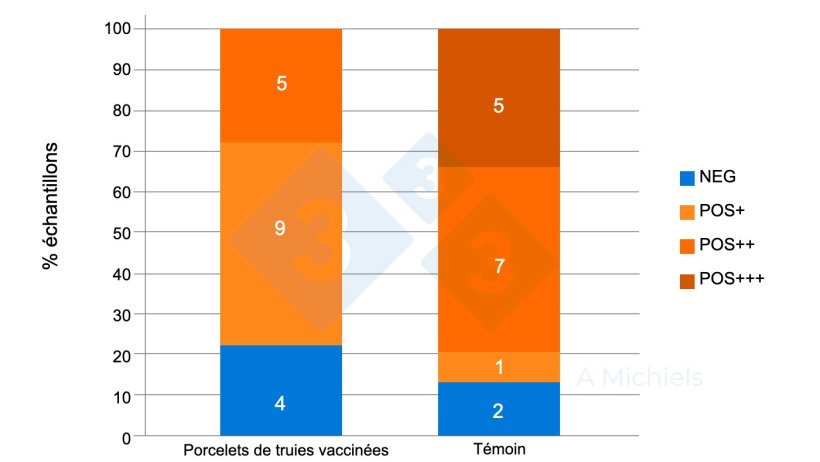 Figure 2 : &Eacute;chantillons de fluides oraux pr&eacute;lev&eacute;s sur des porcelets &acirc;g&eacute;s de 5 et 8 semaines. Les porcelets issus de m&egrave;res vaccin&eacute;es (&agrave; gauche) pr&eacute;sentent une forte r&eacute;duction de la pr&eacute;valence de B. bronchiseptica par rapport aux r&eacute;sultats du groupe de contr&ocirc;le non vaccin&eacute; (&agrave; droite).
