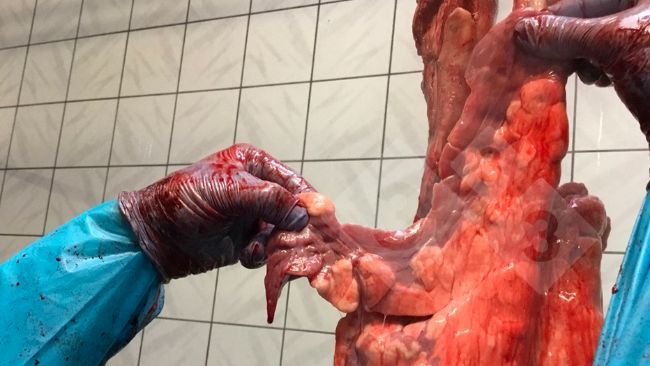 Figure 1 : Examen sur la chaîne d'abattage.