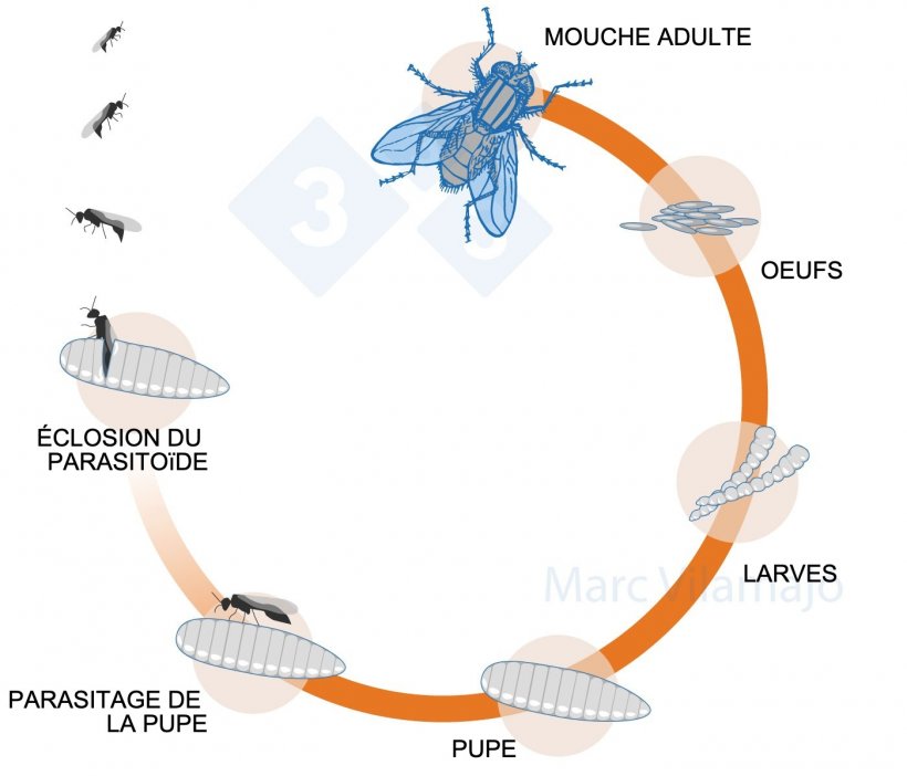 Figure 3 : Cycle biologique de la mouche interrompu par l&#39;action d&#39;un parasito&iuml;de.
