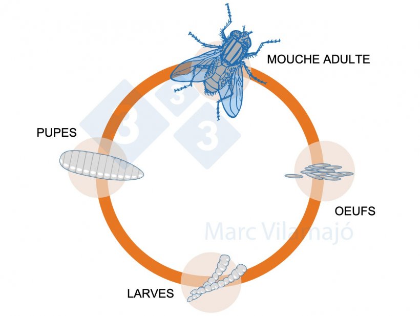 Figure 1 : Cycle biologique de la mouche.
