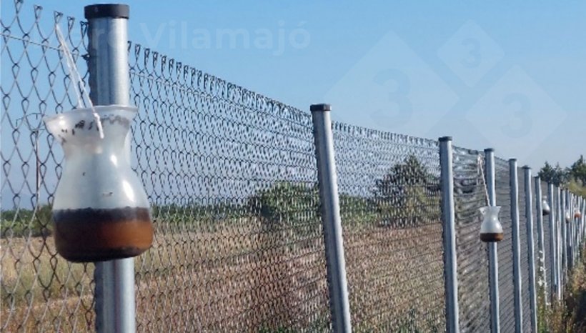 Photo 2 : Pi&egrave;ges &agrave; captures multiples pour les mouches adultes sur la cl&ocirc;ture du p&eacute;rim&egrave;tre.
