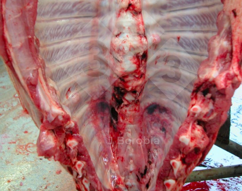 Figure&nbsp;3. Exostose osseuse sur les c&ocirc;tes d'un porc mort &agrave; l'&eacute;levage

