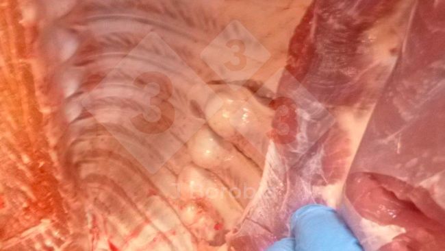 Figure&nbsp;1. Exostose osseuse au niveau des c&ocirc;tes d'un porc abattu.
